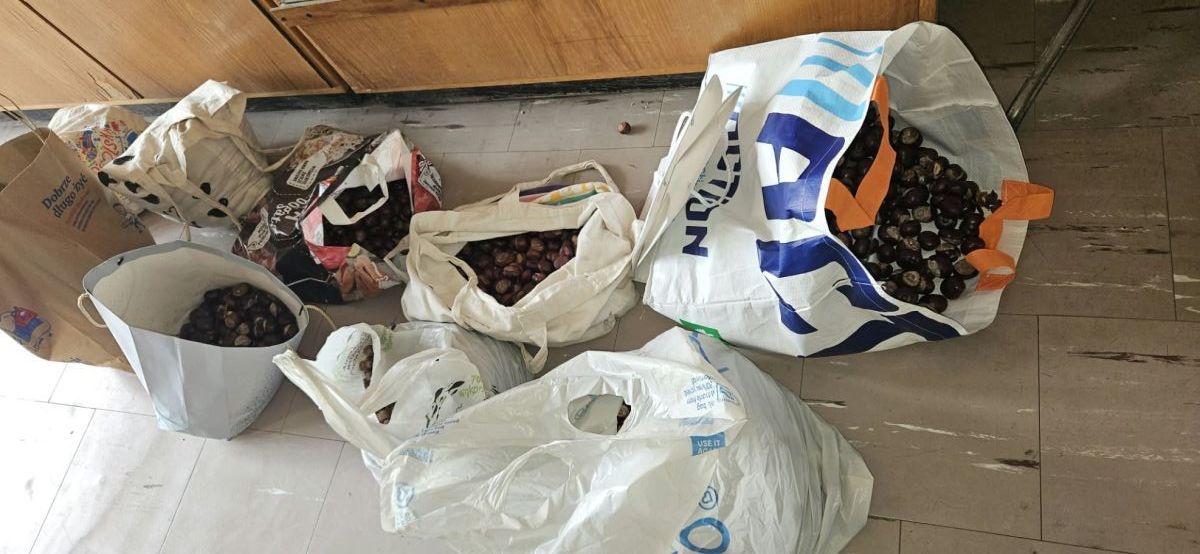 Zdjęcie: JESIENNA AKCJA  EKOLOGICZNA