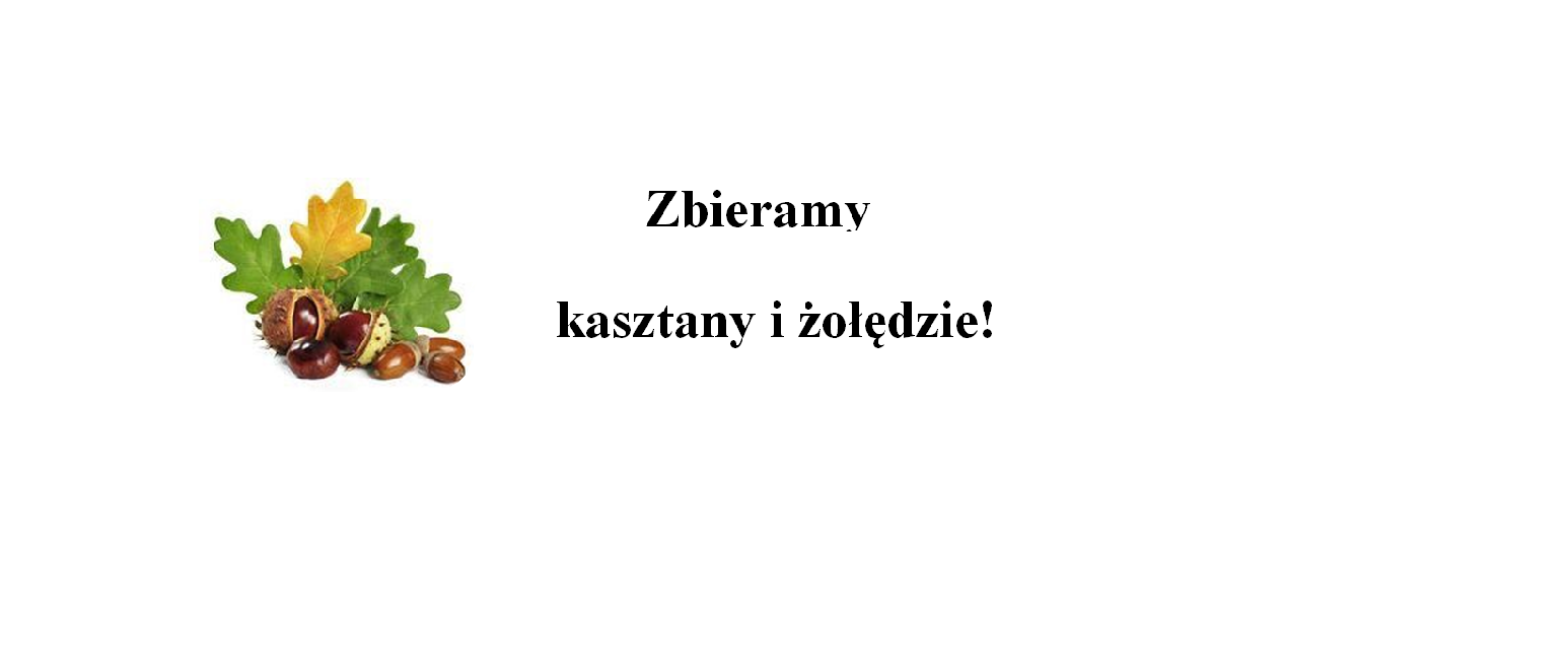 Zdjęcie: Zbieramy kasztany i żołędzie!
